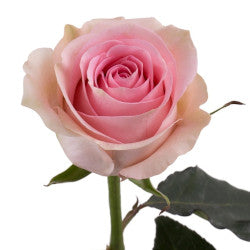 ROSE 60cm LPK LUCIANO 25 St(Stems)