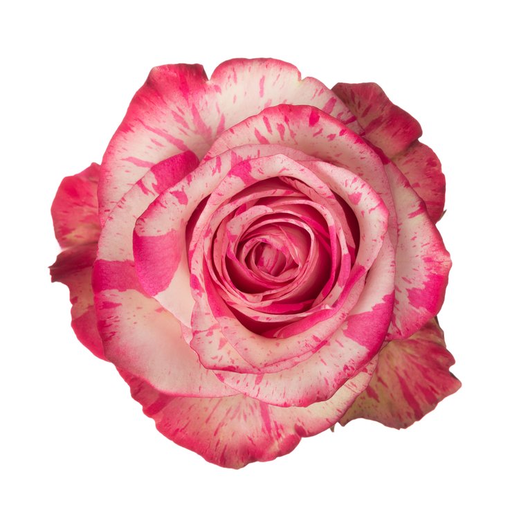 ROSE 50cm BIC MAGIC TIMES 25ST 25 St(Stems)