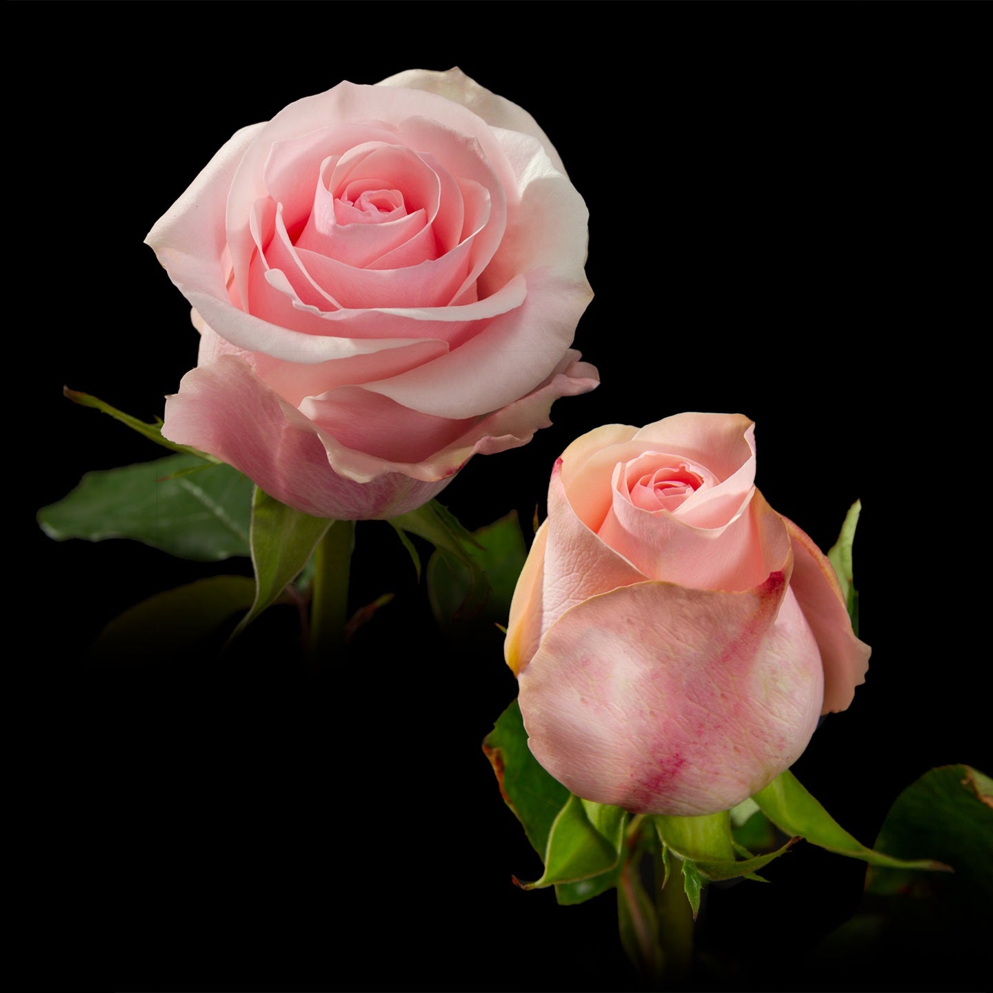 ROSE 40cm LPK Novia 25st 25 St(Stems)
