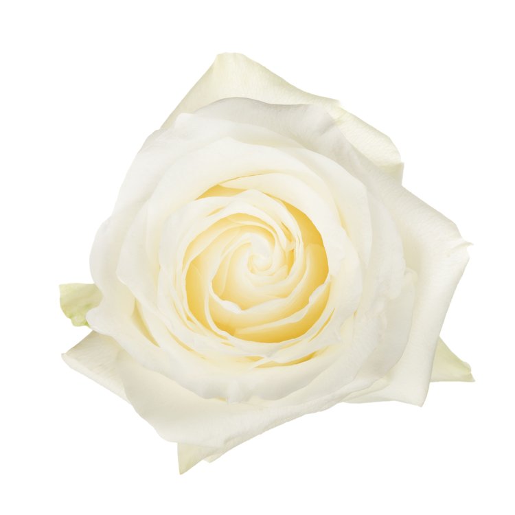 ROSE 50cm WHI Proud 25st 25 St(Stems)