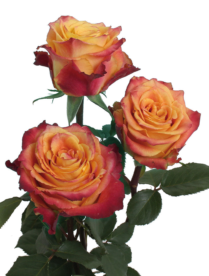 COLOR ROSES SILANTOI YELLOW RED 25ST 50cm