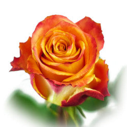 ROSE 50cm BIC Silantoi 25 St(Stems)