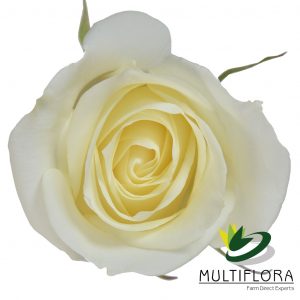 ROSE 40cm WHI Sugar doll 25 St(Stems)