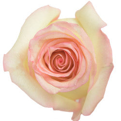 ROSE 50cm BIC Tormenta 25 St(Stems)