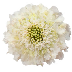 SCABIOSA 60cm WHI Milky 10st 10 St(Stems)