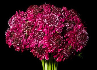 SCABIOSA 60cm RED Raspberry 10 St(Stems)