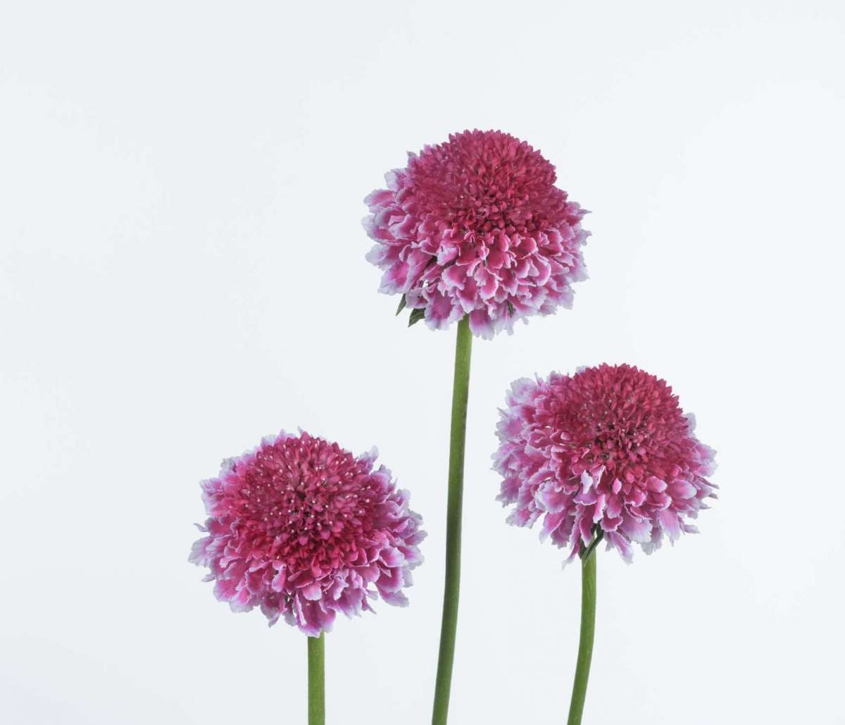 SCABIOSA 60cm DPK Scoop Sweet 10 St(Stems)