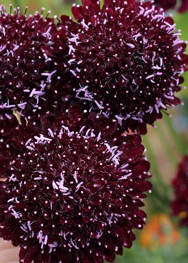 SCABIOSA SCOOP DARK PURPLE 10ST 60cm