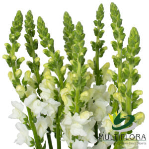 SNAPDRAGON WHI White 10st 10 St(Stems)
