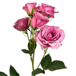 SPRAY ROSES BLUE MOON 50cm