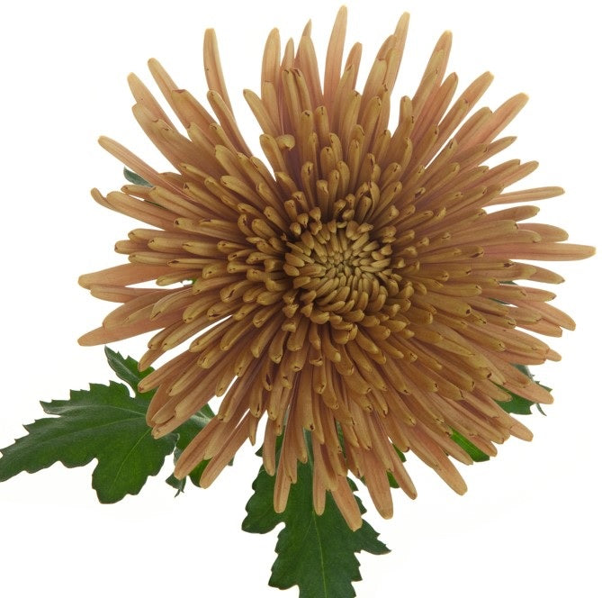 SPIDER MUM EX BRZ Chewbacca 10 St(Stems)
