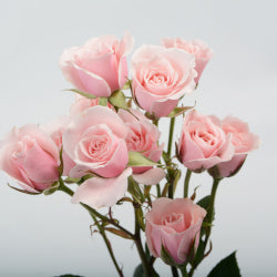 SPRAY ROSES MAJOLICA LIGHT PINK 10ST 50