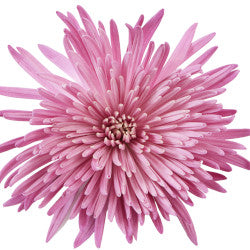 SPIDER MUM EX LAV Lavender 10 St(Stems)
