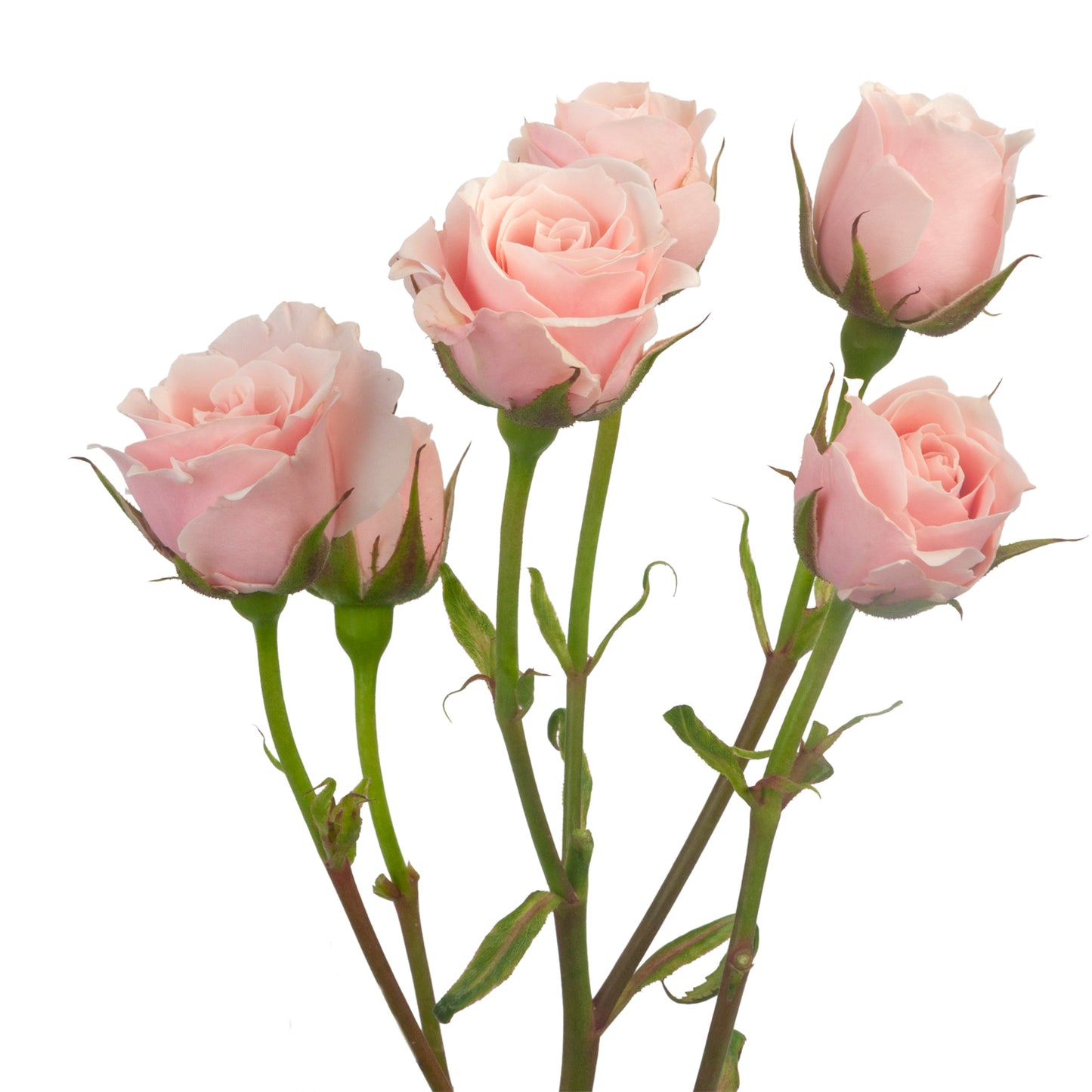 SPRAY ROSES MAJOLICA LIGHT PINK