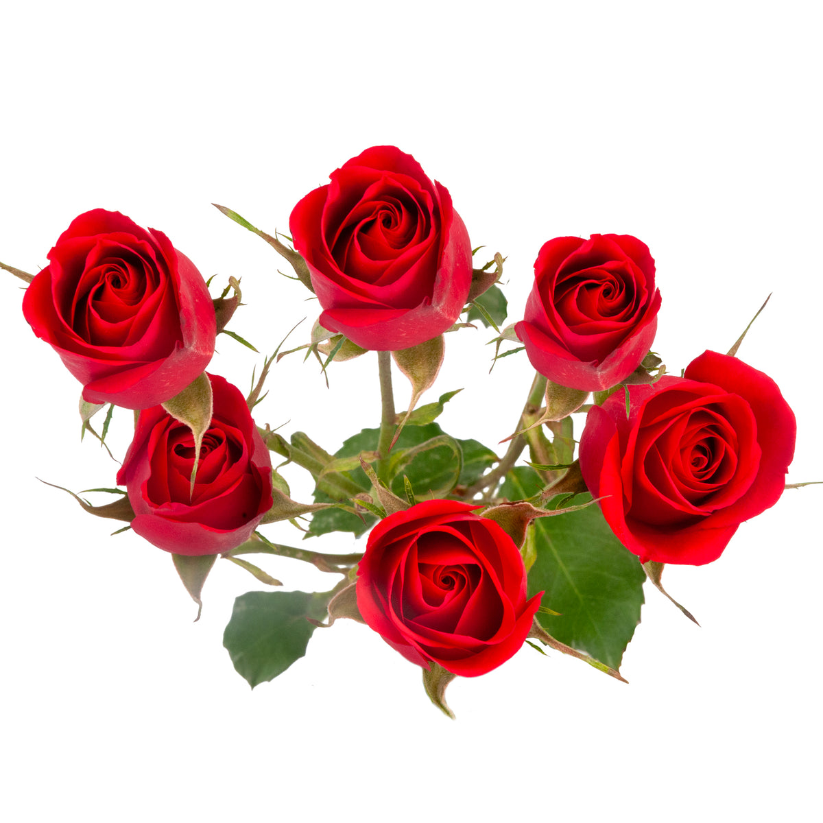 SPRAY ROSES SCARLET MIMI