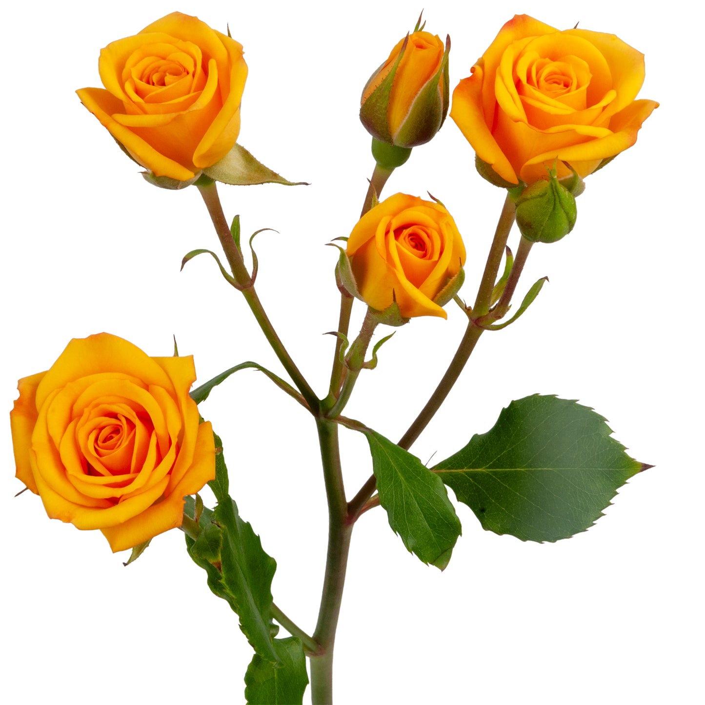 SPRAY ROSES BABE YELLOW
