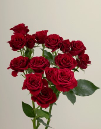 SPRAY ROSES RED HOT DESIRE 10ST 40cm