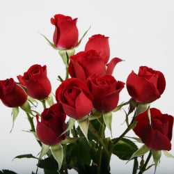 SPRY ROSE 50cm RED Rubicon 10 St(Stems)