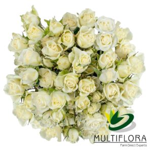 SPRY ROSE 40cm WHI Snow Flake 10st 10 St(Stems)