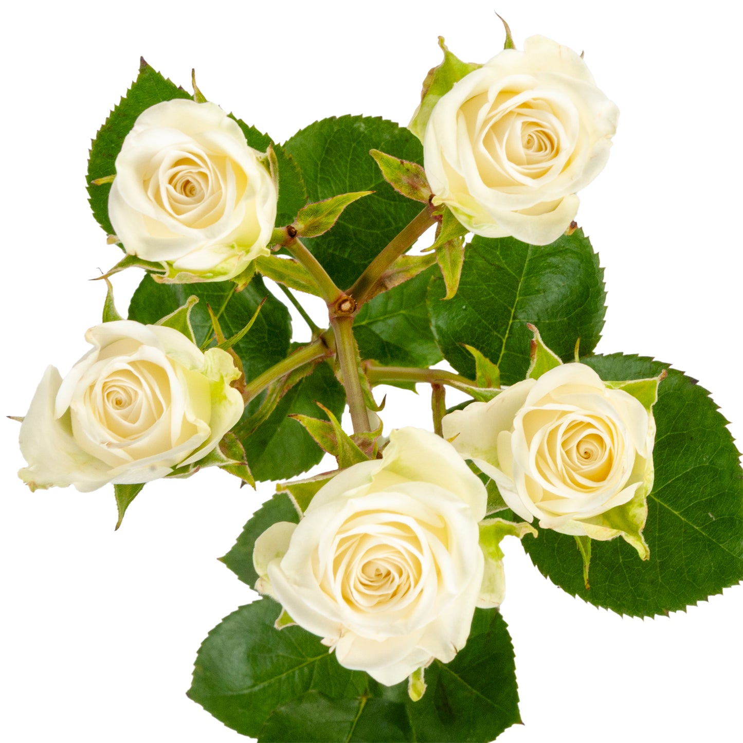 SPRY ROSE SNOW FLAKE 40CM