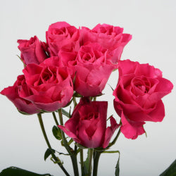 SPRAY ROSES SUPER NOVA DARK PINK 10ST 40cm
