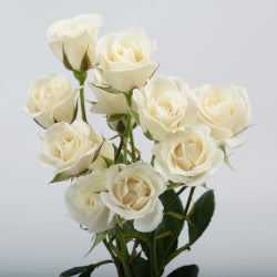 SPRAY ROSES WHITE MAJOLICA 10ST 50cm