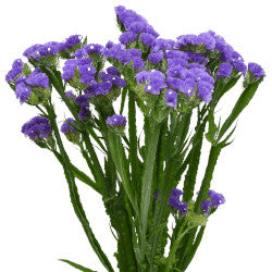 STATICE PURPLE 10ST 60cm