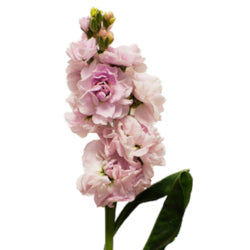 STOCK 60cm LPK Double Blm. Light Pink 10st 10 St(Stems)