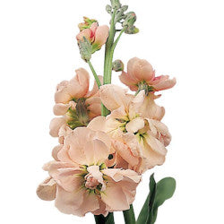 STOCK DOUBLE PEACH 10 ST Select