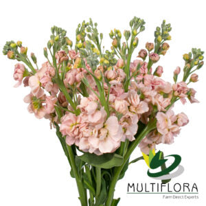 STOCK 60cm PEA Double Blm. Peach 10 St(Stems)