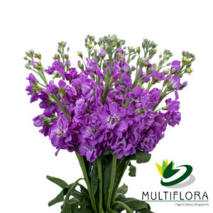 STOCK PURPLE 10ST 60cm