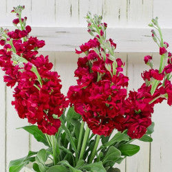 STOCK 70cm RED Double Blm. Red 10st 10 St(Stems)