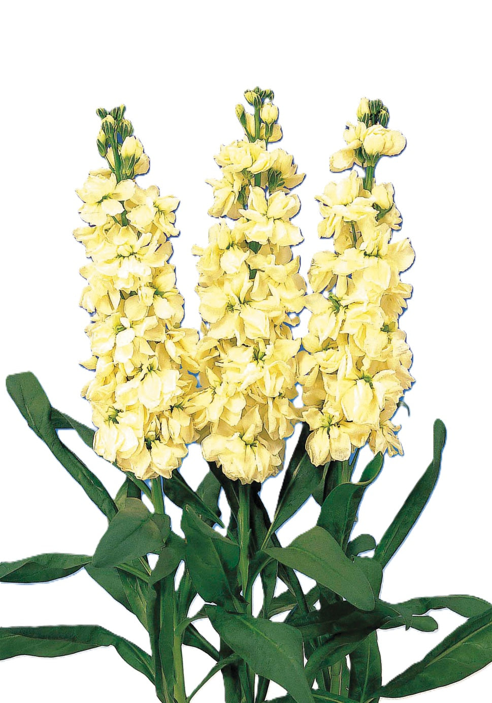 STOCK 70cm YEL Double Blm.Yellow 10st 10 St(Stems)