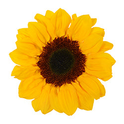 SUNFLOWER Medium YEL Yellow 5 St(Stems)
