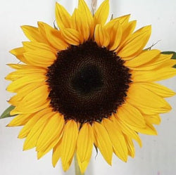 SUNFLOWER YELLOW 5ST MED