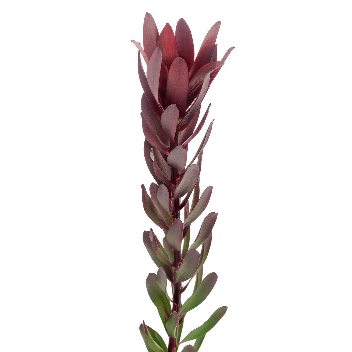 LEUCADENDRON SAFARI SUNSET