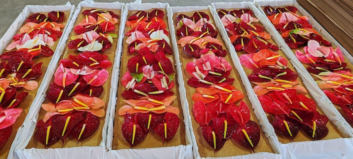 ANTHURIUM ASSORTED 1ST MED