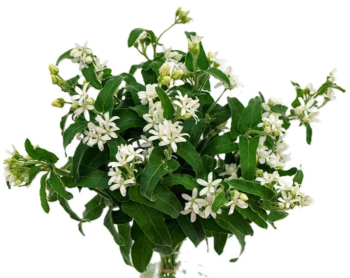 TWEEDIA WHITE 40cm
