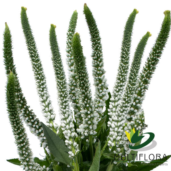 VERONICA 60cm WHI Skyler White 10st 10 St(Stems)