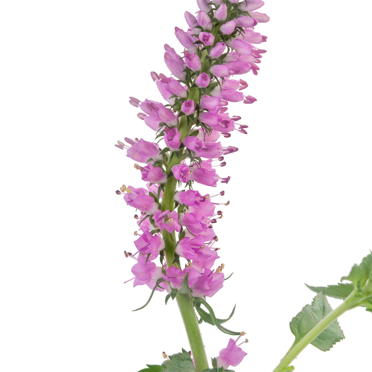 VERONICA PINK