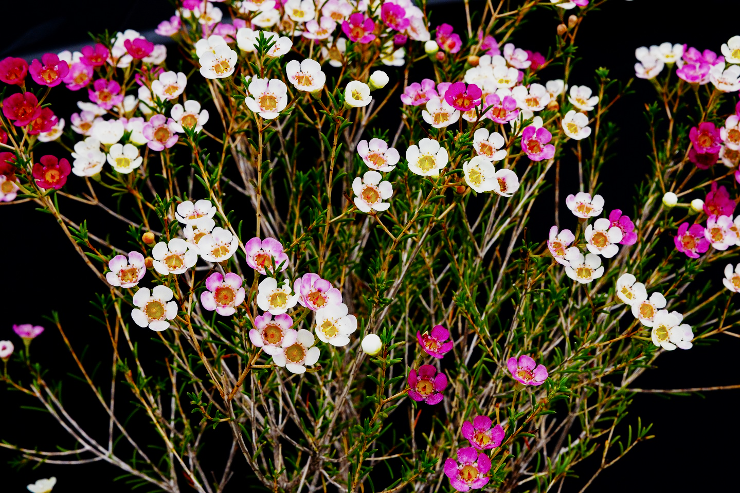 WAXFLOWER Fancy BIC Dual Star Dpk/Pnk/Whi 10ST(Bunches)