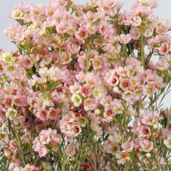 WAXFLOWER Select PNK Pink 60cm 10st(Bunches)