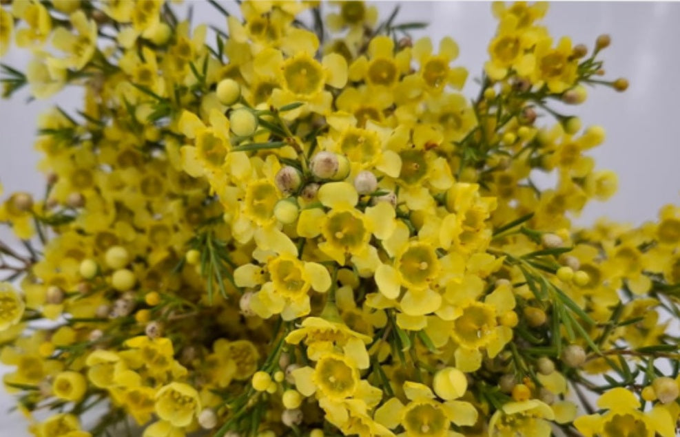 WAXFLOWER Select TNT Yellow 12st(Bunches)