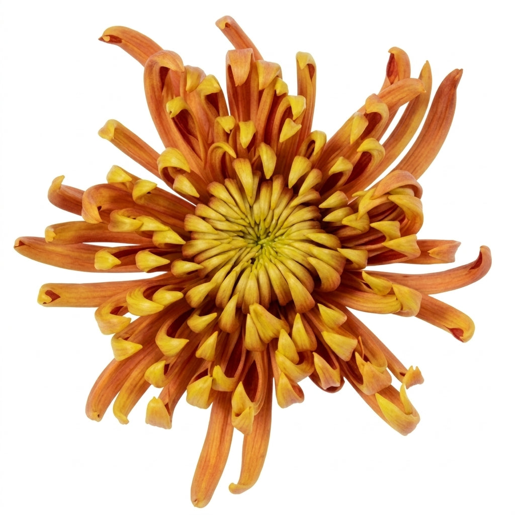 SPIDER MUM FUEGO EX