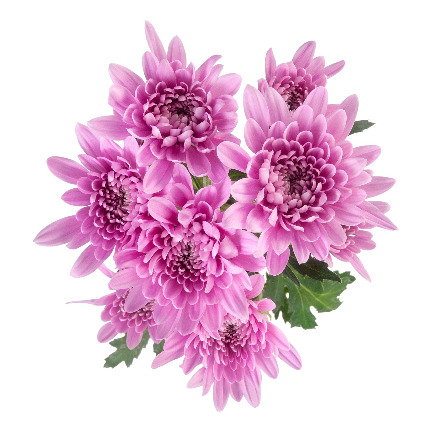 CUSHION MUM