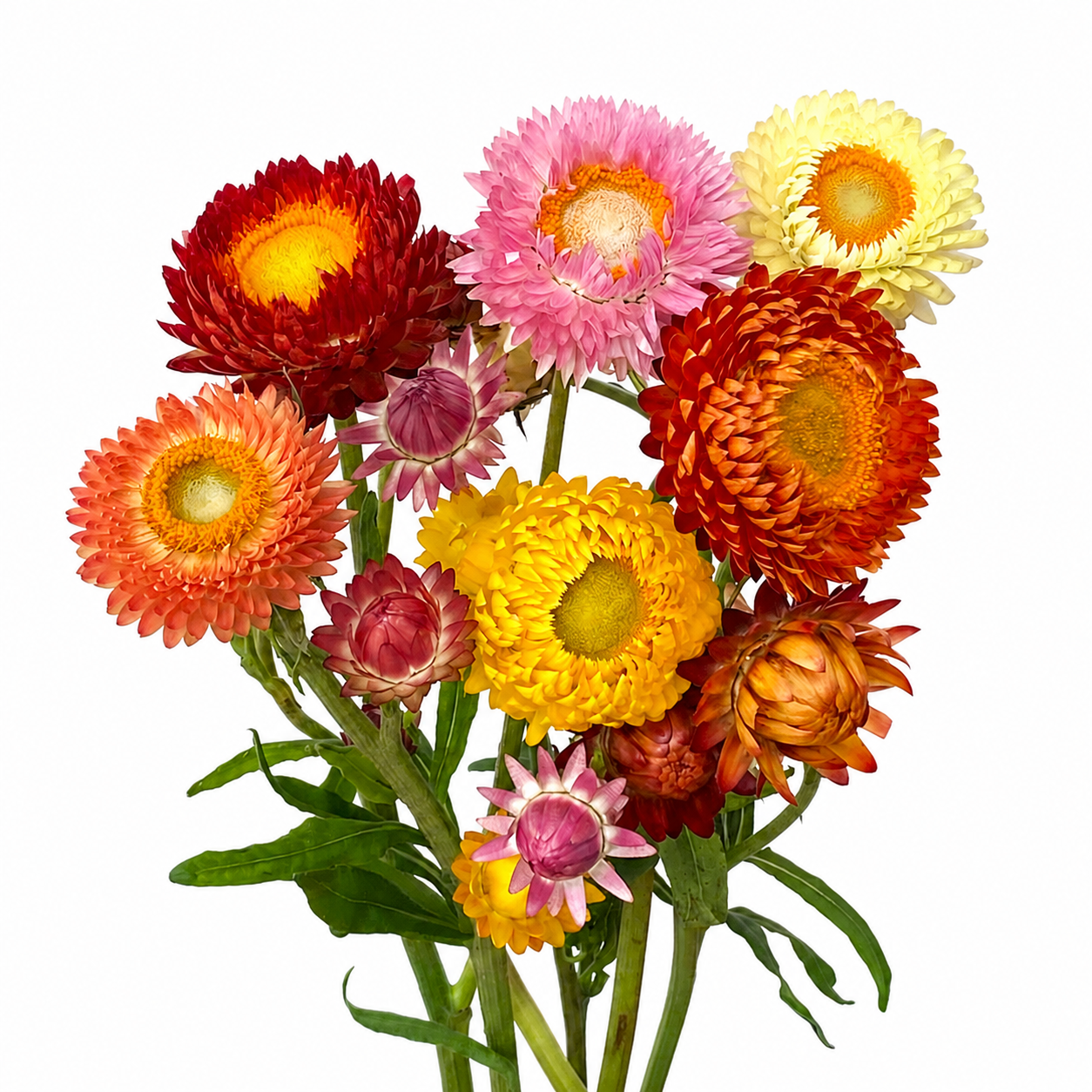 STRAWFLOWER