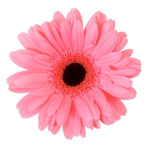 GERBERA PINK 5ST 50cm