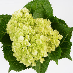 Hydrangea