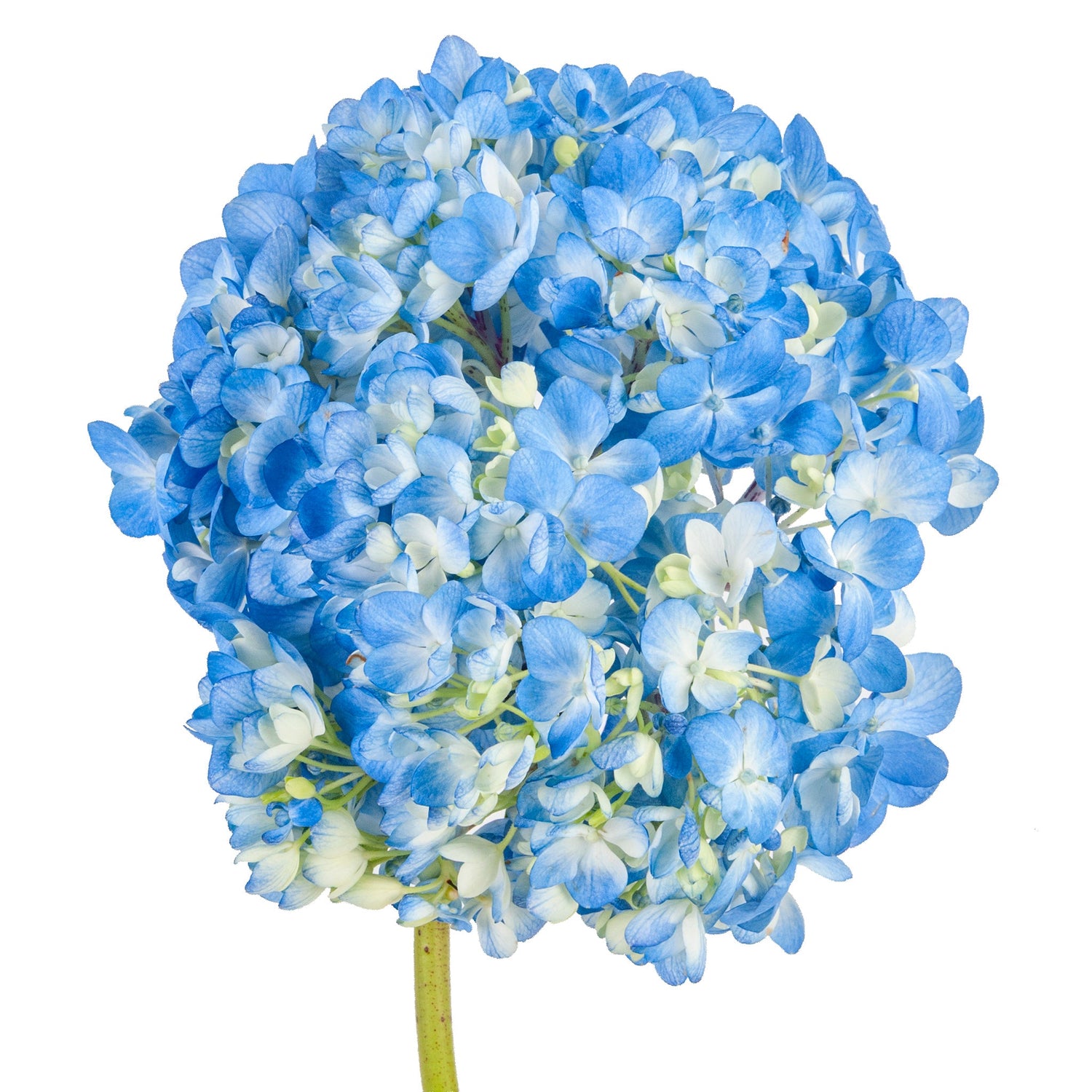 HYDRANGEA