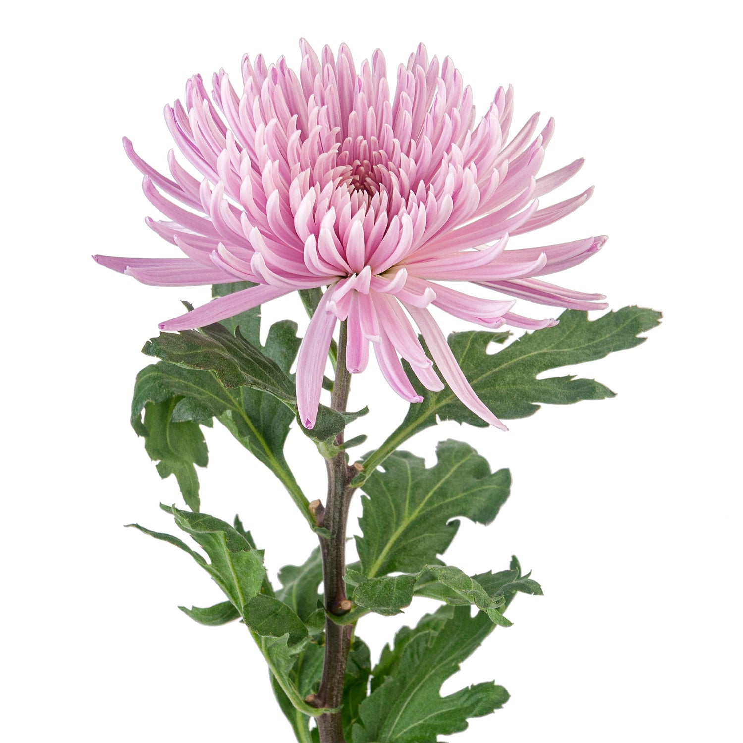 SPIDER MUM